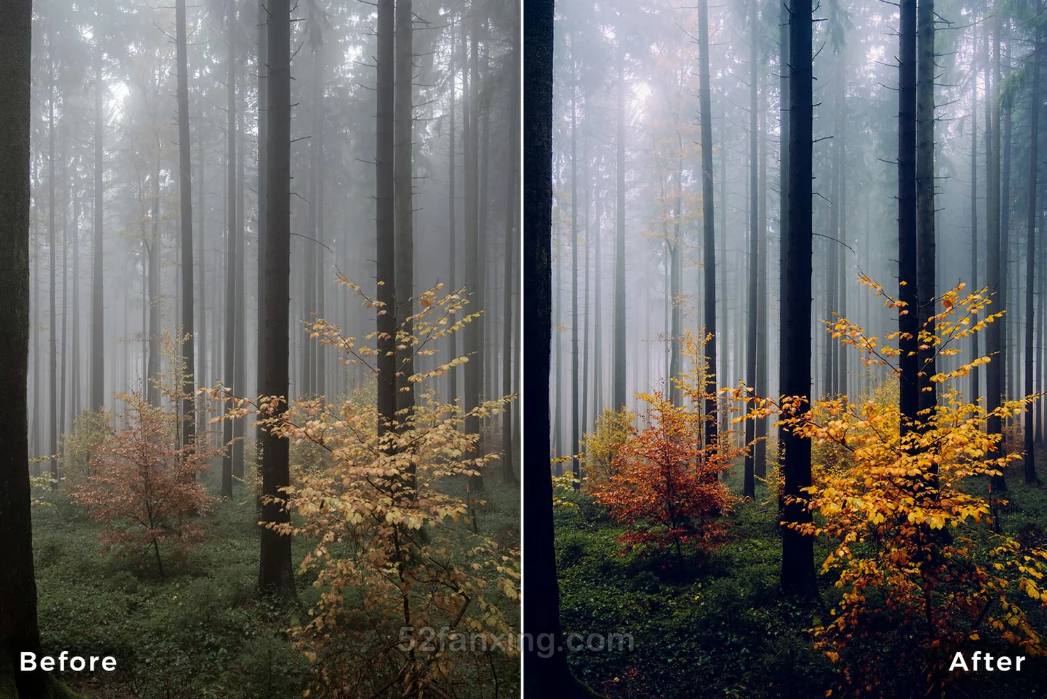 13款森林风光后期调色Capture ONE样式Northlandscapes – Forest Landscapes