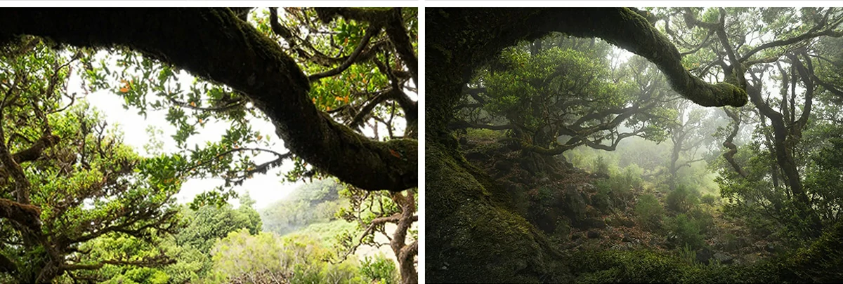 顶级摄影师 Enrico Fossati 《森林世界之旅》风光后期教程附RAW原片-中英字幕