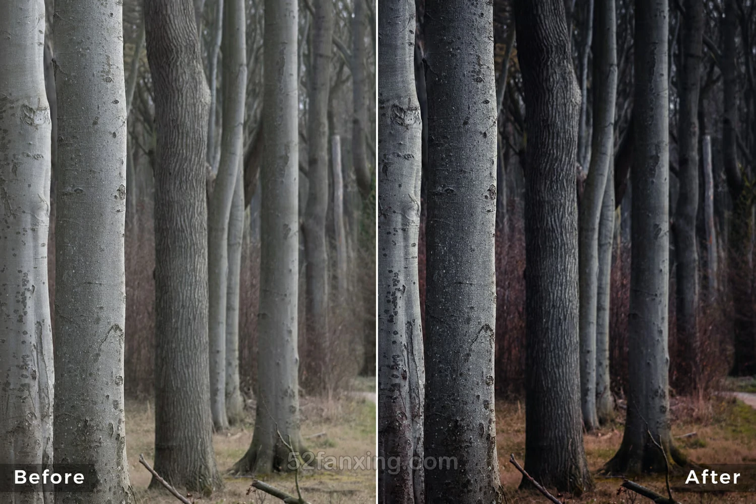 13款森林风光后期调色Capture ONE样式Northlandscapes – Forest Landscapes